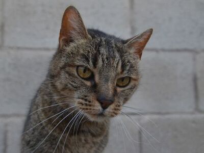 Xaima geb. Mai 2022, EKH - Katze