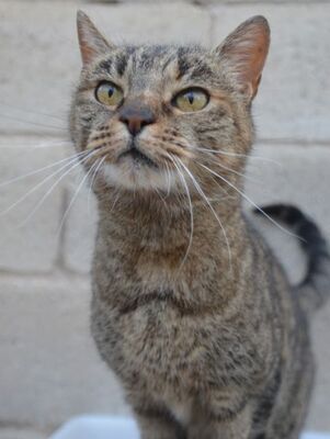 Xaima geb. Mai 2022, EKH - Katze