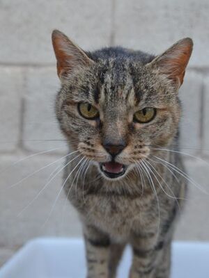 Xaima geb. Mai 2022, EKH - Katze