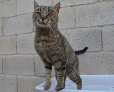 Xaima geb. Mai 2022, EKH - Katze