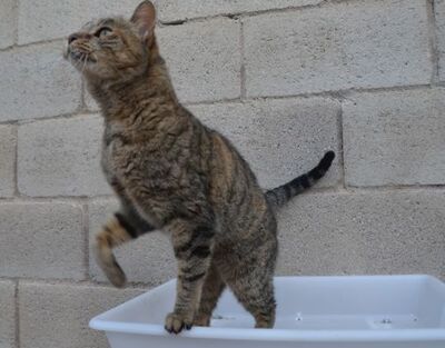 Xaima geb. Mai 2022, EKH - Katze