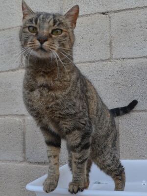 Xaima geb. Mai 2022, EKH - Katze