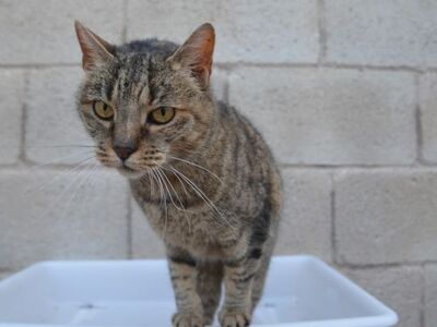 Xaima geb. Mai 2022, EKH - Katze