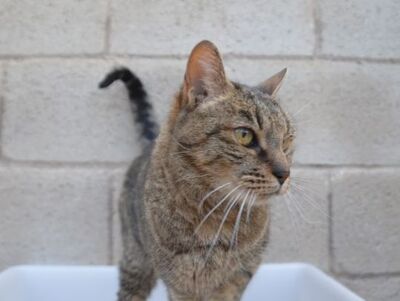 Xaima geb. Mai 2022, EKH - Katze