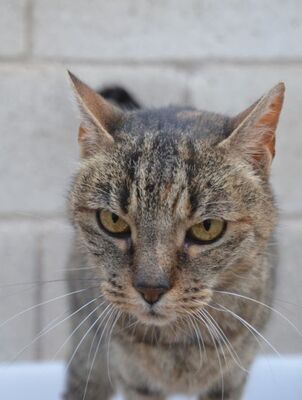 Xaima geb. Mai 2022, EKH - Katze