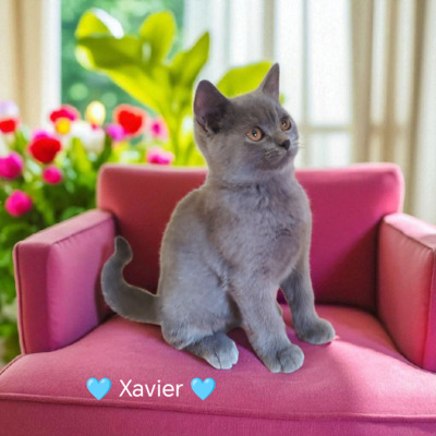 Xavier, Britisch Kurzhaar Jungtier - Kater