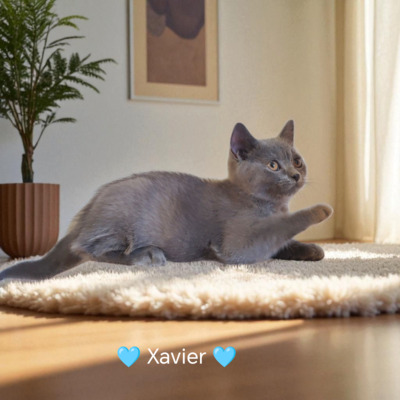 Xavier, Britisch Kurzhaar Jungtier - Kater