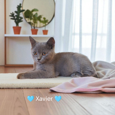 Xavier, Britisch Kurzhaar Jungtier - Kater
