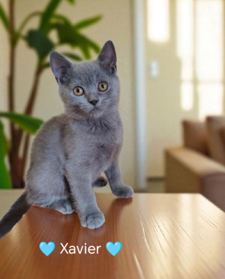 Xavier, Britisch Kurzhaar Jungtier - Kater