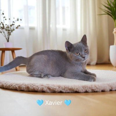 Xavier, Britisch Kurzhaar Jungtier - Kater