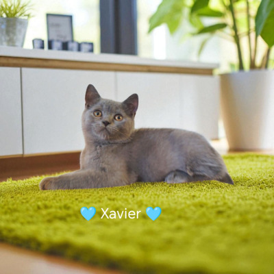 Xavier, Britisch Kurzhaar Jungtier - Kater