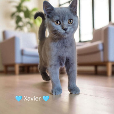 Xavier, Britisch Kurzhaar Jungtier - Kater