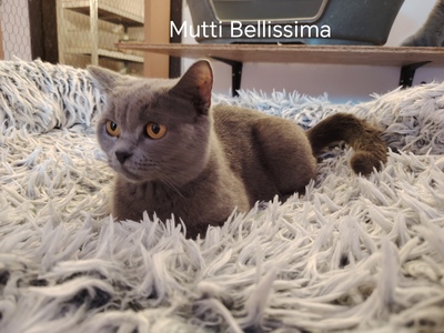 Xavier, Britisch Kurzhaar Jungtier - Kater