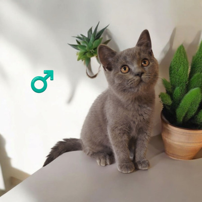 Xavier, Britisch Kurzhaar Jungtier - Kater