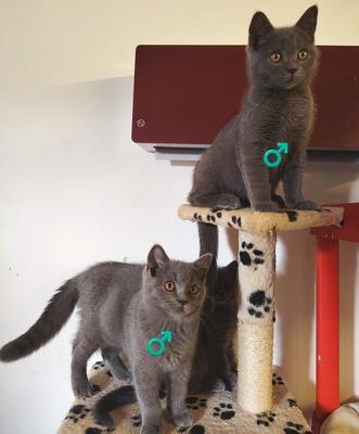 Xavier, Britisch Kurzhaar Jungtier - Kater