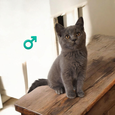 Xavier, Britisch Kurzhaar Jungtier - Kater
