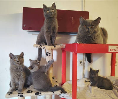 Xavier, Britisch Kurzhaar Jungtier - Kater