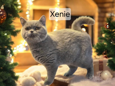 Xenie Phantom der Oper, Britisch Kurzhaar Jungtier - Katze