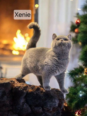 Xenie Phantom der Oper, Britisch Kurzhaar Jungtier - Katze