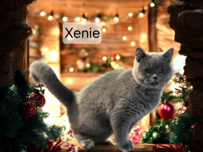 Xenie Phantom der Oper, Britisch Kurzhaar Jungtier - Katze