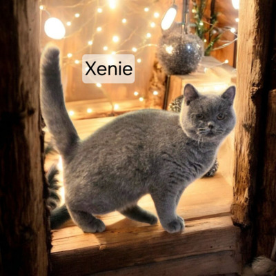 Xenie Phantom der Oper, Britisch Kurzhaar Jungtier - Katze