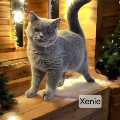 Xenie Phantom der Oper, Britisch Kurzhaar Jungtier - Katze