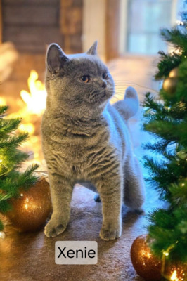 Xenie Phantom der Oper, Britisch Kurzhaar Jungtier - Katze