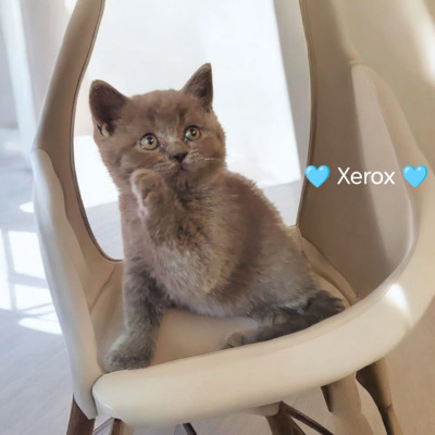 Xerox, Britisch Kurzhaar Jungtier - Kater