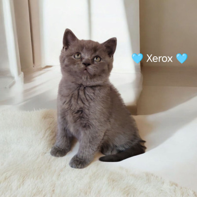 Xerox, Britisch Kurzhaar Jungtier - Kater