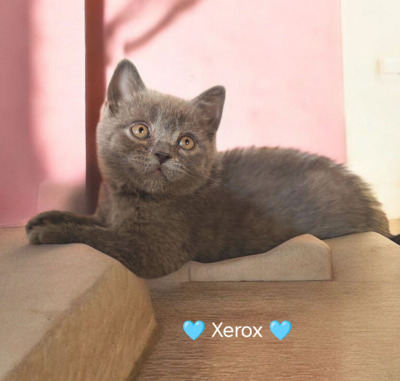 Xerox, Britisch Kurzhaar Jungtier - Kater
