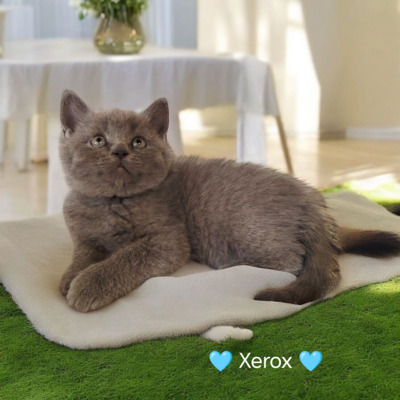 Xerox, Britisch Kurzhaar Jungtier - Kater