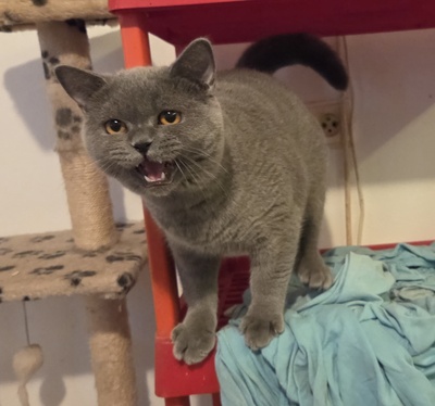 Xerox, Britisch kurzhaar Jungtier - Kater