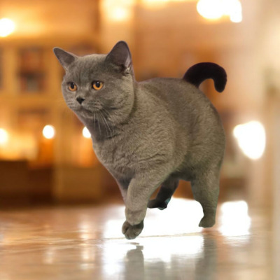 Xerox, Britisch kurzhaar Jungtier - Kater