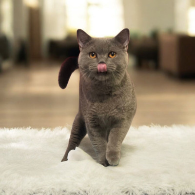 Xerox, Britisch kurzhaar Jungtier - Kater