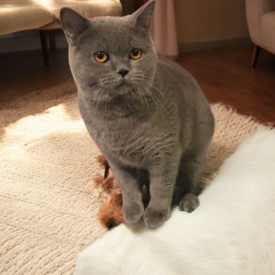 Xerox, Britisch kurzhaar Jungtier - Kater