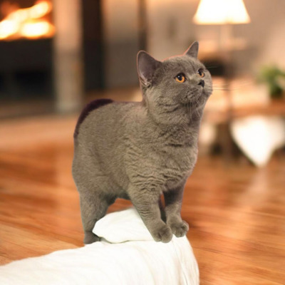 Xerox, Britisch kurzhaar Jungtier - Kater