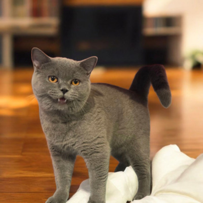 Xerox, Britisch kurzhaar Jungtier - Kater