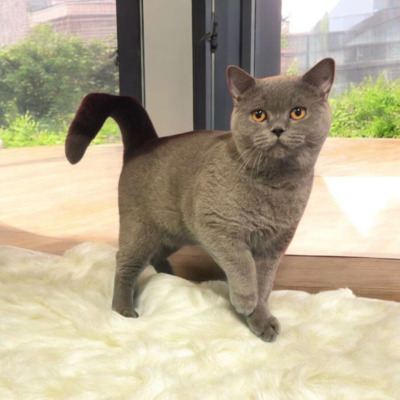 Xerox, Britisch kurzhaar Jungtier - Kater