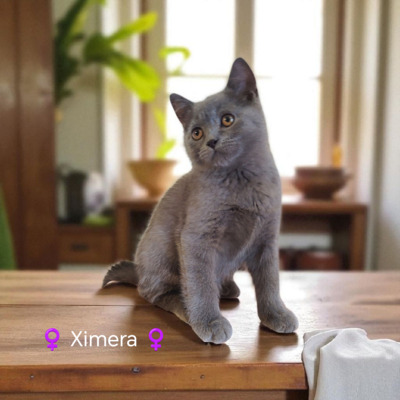 Ximera Phantom der Oper, Britisch Kurzhaar Jungtier - Katze
