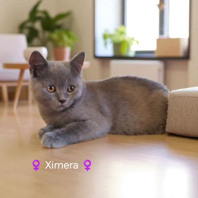Ximera Phantom der Oper, Britisch Kurzhaar Jungtier - Katze