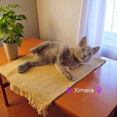 Ximera Phantom der Oper, Britisch Kurzhaar Jungtier - Katze