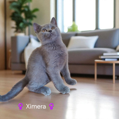 Ximera Phantom der Oper, Britisch Kurzhaar Jungtier - Katze