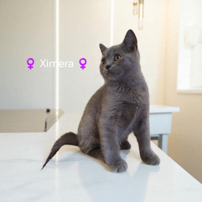 Ximera Phantom der Oper, Britisch Kurzhaar Jungtier - Katze