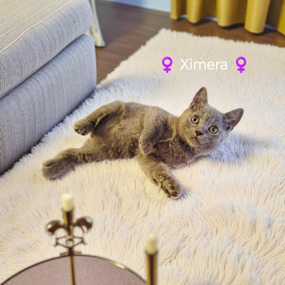 Ximera Phantom der Oper, Britisch Kurzhaar Jungtier - Katze