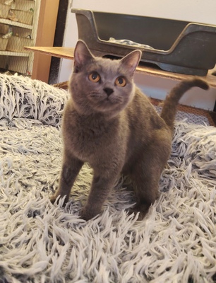 Ximera Phantom der Oper, Britisch Kurzhaar Jungtier - Katze
