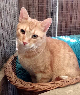 YOKO - sehr verschmust, zutraulich, neugierig, verspielt, lebhaft, hundeverträglich, Mischling - Kater