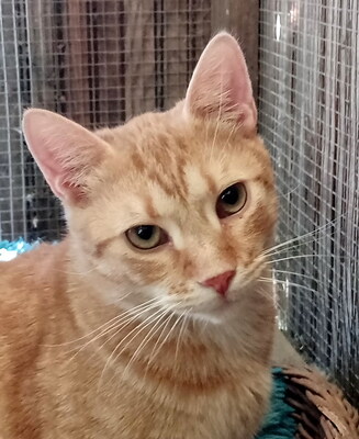 YOKO - sehr verschmust, zutraulich, neugierig, verspielt, lebhaft, hundeverträglich, Mischling - Kater