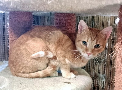 YOKO - sehr verschmust, zutraulich, neugierig, verspielt, lebhaft, hundeverträglich, Mischling - Kater