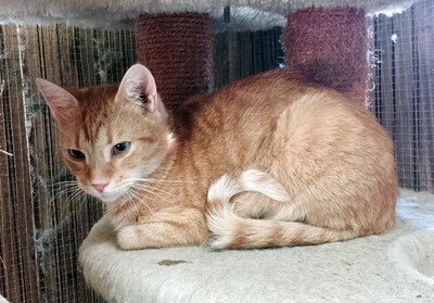 YOKO - sehr verschmust, zutraulich, neugierig, verspielt, lebhaft, hundeverträglich, Mischling - Kater