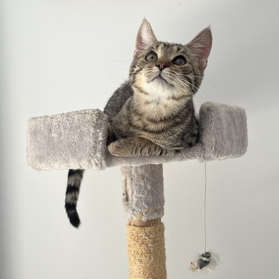 YUGO, Gewöhnliche Katze Jungtier - Kater
